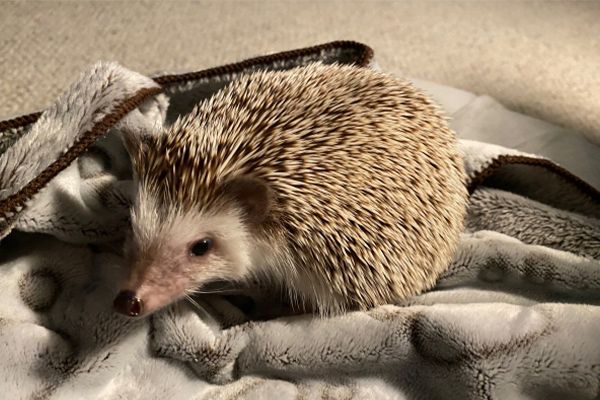 ふれあいブース